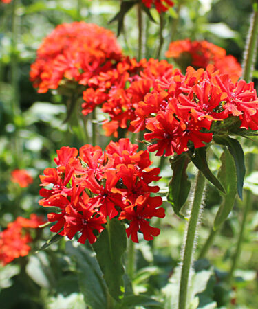 Lychnis chalcedonica AGM