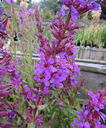 Lythrum anceps