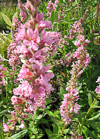 Lythrum Salicaria 'Blush'
