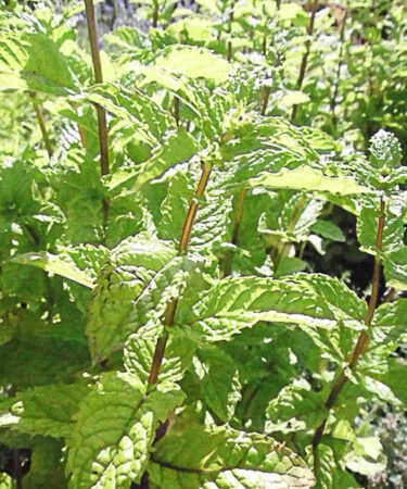 Mint tashkent