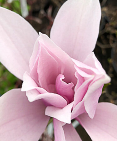 Magnolia 'Betty' AGM