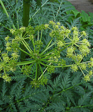 Molopospermum Peloponnesiacum