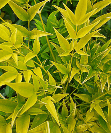 Nandina domestica 'Lemon Lime'