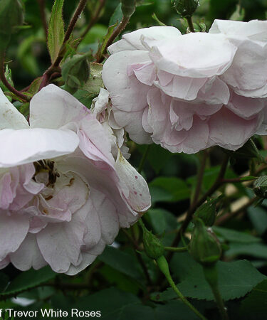 Rosa 'Narrow Water'