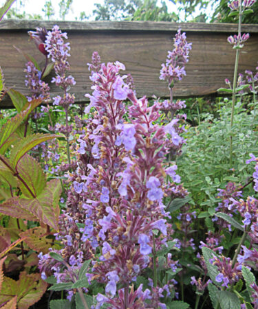 Nepeta 'Veluws Blauwtje'