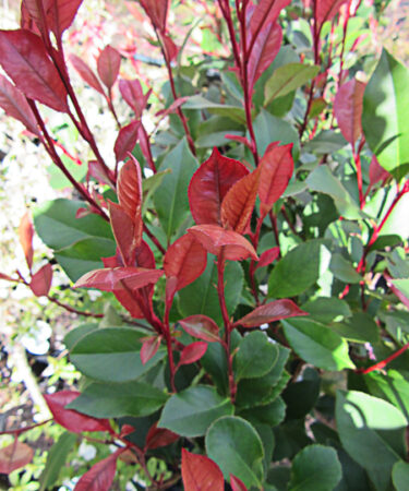 Photinia x fraseri 'Little Red Robin'