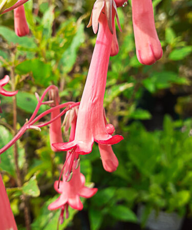 Phygelius 'Devil's Tears'