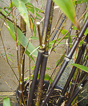 Phyllostachys Nigra AGM