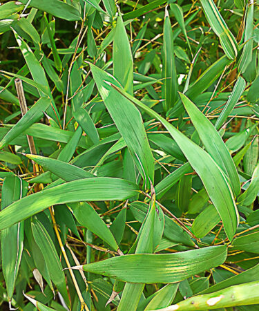 Phyllostachys Aureos. 'Spectabilis'