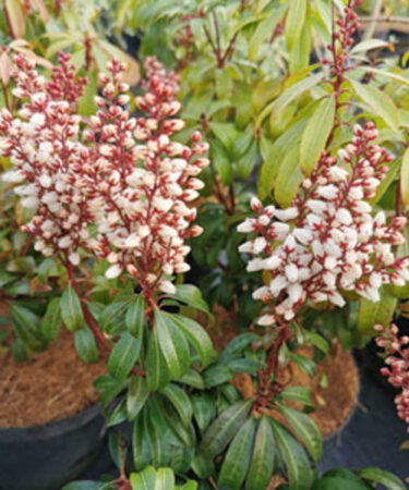 Pieris japonica 'Bonfire' AGM