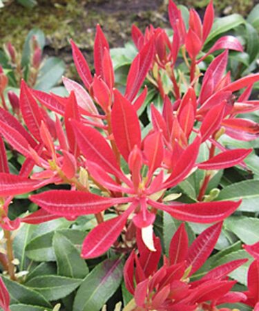 Pieris japonica 'Mountain Fire' AGM