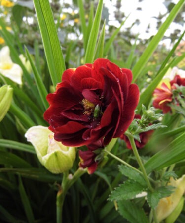 Potentilla- Perennial 'Arc-En-Ciel'
