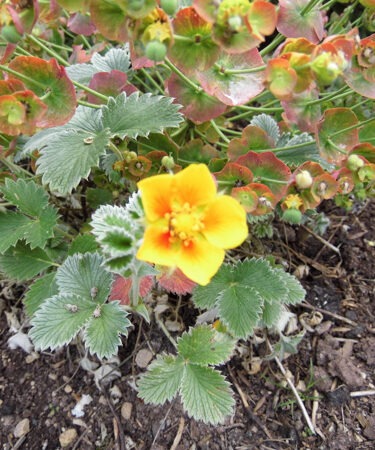 Potentilla- Perennial x hybrida 'Jean Jabber'