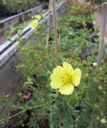 Potentilla- Perennial recta 'Sulphurea'