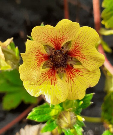 Potentilla- Perennial 'Esta Ann'