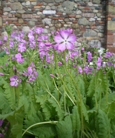 Primula sieboldii 'Carefree'