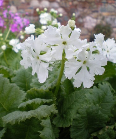 Primula sieboldii 'Snowflake'
