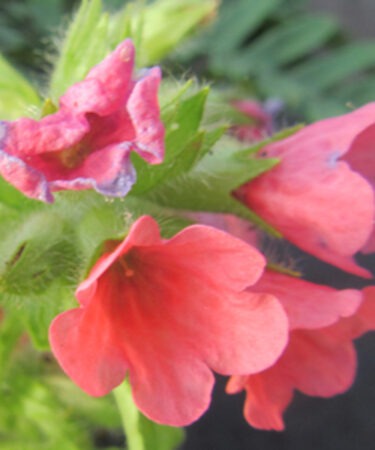 Pulmonaria rubra 'Bowles's Red'