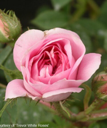 Rosa 'Queen Of Denmark'