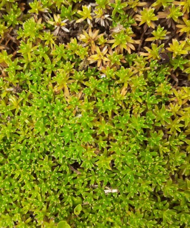 Raoulia glabra
