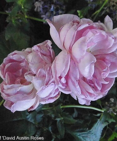 Rosa - DAVID AUSTIN 'Scepter'd Isle'