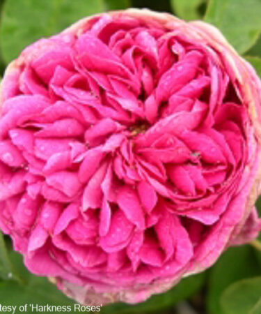 Rosa 'Rose De Rescht'