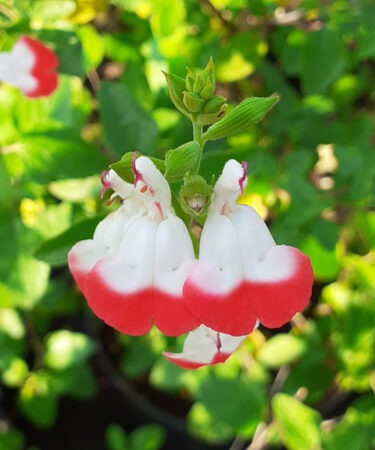 Salvia x jamensis 'Hot Lips'