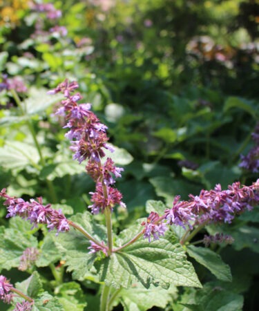 Salvia amplexicaulis