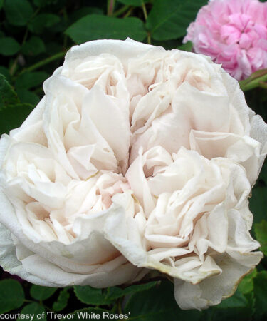 Rosa 'Souvenir De La Malmaison'