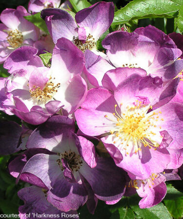 Rosa 'Veilchenblau' AGM