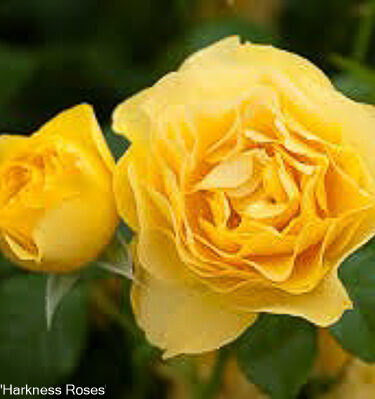 Rosa 'Absolutely Fabulous'