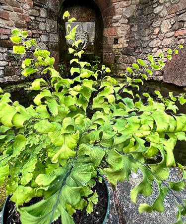 Adiantum pedatum