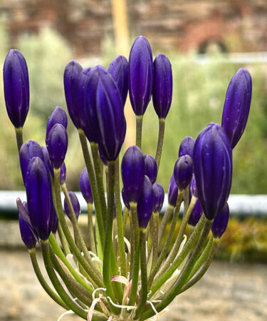 Agapanthus 'African Skies'