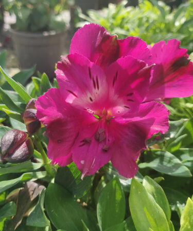 Alstroemeria inticancha 'Machu''