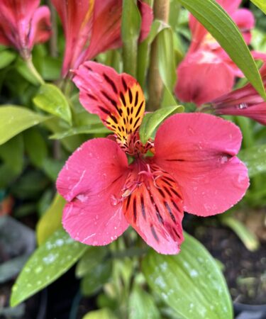 Alstroemeria 'Majestic Tierce'