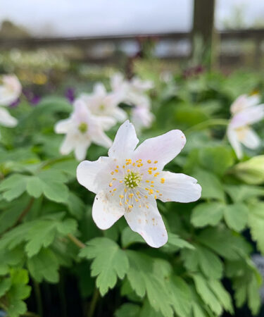Anemone nemorosa 'Wisley selection'