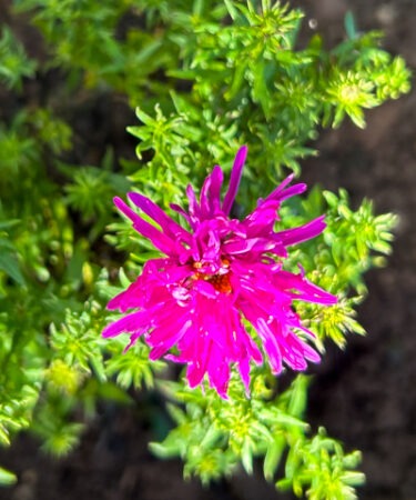Aster autumn Jewels 'Purple Diamond'