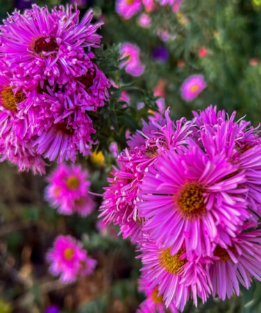 Aster novae-a. 'Rosa Seiger' AGM
