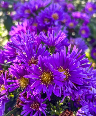 Aster novi-belgii 'Samoa'