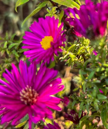 Aster novi-belgii 'Winston Churchill'