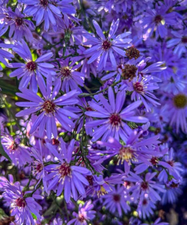 Aster 'Treffpunkt'