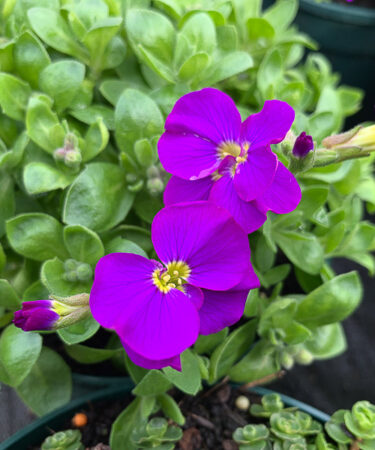 Aubrieta  'Kitte Blue'