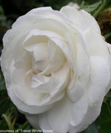 Rosa 'Boule De Neige'