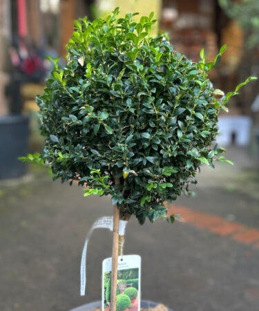 Buxus Semp. 'Bullata' Standard Topiary Ball