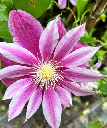 Clematis 'Ragamuffin'