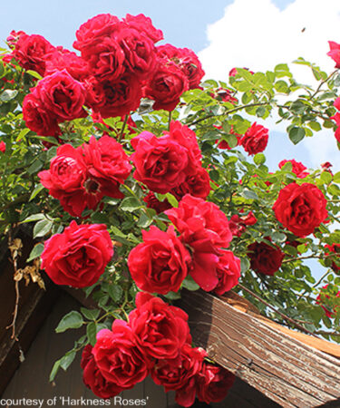 Rosa 'Pauls Scarlet Climber'
