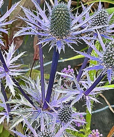 Eryngium planum 'Pen Blue'