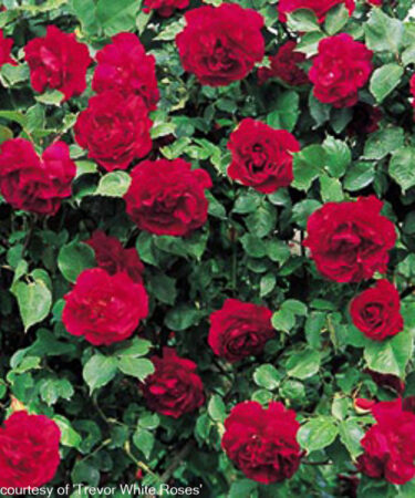 Rosa 'Etoile De Hollande'