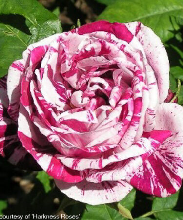 Rosa 'Ferdinand Pichard' AGM