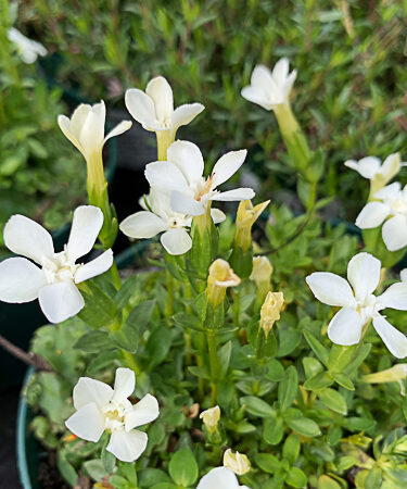 Gentiana verna 'Alba'